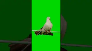 pigeon 🐦 green screen effect #free #effect #viral #greenscreen #shortvideo #viralvideo #video #green