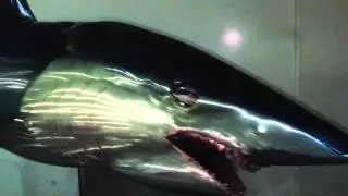 Metal Mako shark by Sean Tuttle