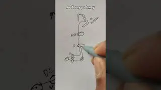 Auditory pathway