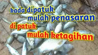 spot belum terjamah acil-acil p'unjunan 😅 panen strek.