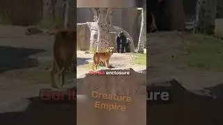DOG gets chased by a GORILLA #shorts #animals #dog