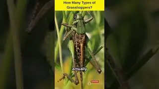 How Many Types of Grasshoppers? #facts #wildlife #animals #grasshopper