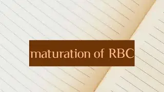 maturation of RBC