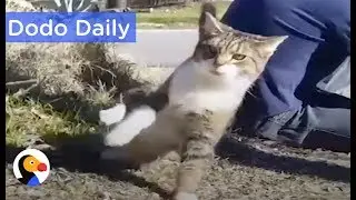 Cat Who Can't Keep His Balance Inspires Family: Best Animal Videos | The Dodo Daily