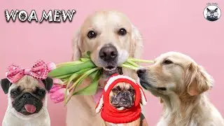 Moments of entertainment with stupid Dogs, fun with Dogs 🐶 - Woa mew #woa mew