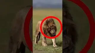 Psy Kt&oacute;re Potrafią Pokonać Lwa🦁