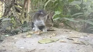 What a beautiful animal bird video to watch videos of beautiful animals animal birds
