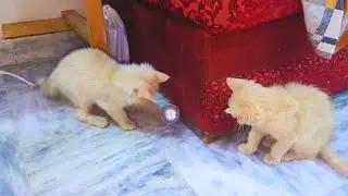 2 Minutes of Pure Kitten Joy! 🐾