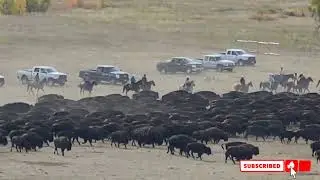 Buffalo Roundup Custer State Park 2022 #custerstatepark #Buffalo #buffaloes
