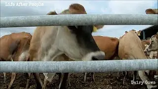 Life After People - Dairy Cows