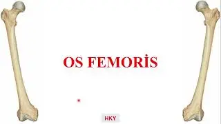 19- Femur - Uyluk Kemiği
