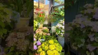 Entrance Garden Decor on a Budget 🌼🌴#homedecorideas #gardendesign #asmr #oasis #naturephotography