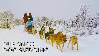 Is This The Coolest Thing To Do in Colorado? Doing Some Dog Sledding in Durango 🐕❄