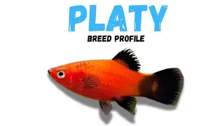 Platy Fish Breed Profile - Growth - Lifespan - Price - Temperament - Feeding