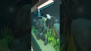 Meet the Oscar cichlid &ndash; the true star of The Aquarium Game! 🐟✨