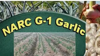 Garlic farming techniques| g1 garlic lagane ka tarika| g1 garlic in pakistan|G1 garlic crop