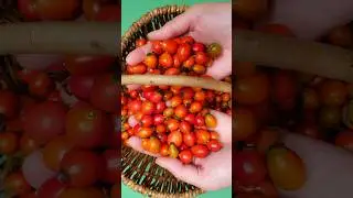 Basteln mit Hagebutten #herbstdiy #autumndiy