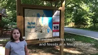We found SHARK TEETH and coral that is MILLIONS of years old on the beach!