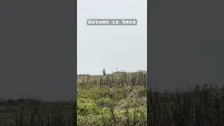 Autumn is here #autumn #hiking #walker #walking #walkingtherapy #therepy #healing #youtubeshorts