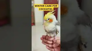 🌨️Winter Survival Guide For Birds #birdcare #birdcaretips #tamedparrot #tamed #cockatiel #cocktail