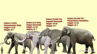 Elephants/Proboscideans Size Comparison