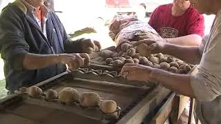 Trexler Seed Potato Cutter in Action 2018