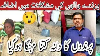 Parindon Ka Dana Kitna Mehnga Ho gaya | Orangi Birds Zone 15-01-2026 | Birds Seed Mix Price