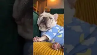 сверхзанятость 😅 #dog #dogs #pets #live #life #жизнь #топ #humor #юмор #rils #love #тренд #challenge