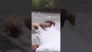 Amazing beautiful nature animals with relaxing music and sound HD