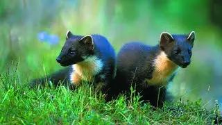 Weasel Interesting Facts and Features | Weasel Relationship with Humans | Where do Weasels live?