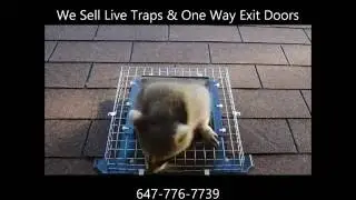 R108 -- Raccoon One Way Exit Door