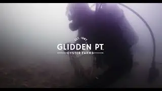 Maine Oyster Diving and Harvesting 2025 - Glidden Point Oyster Farms
