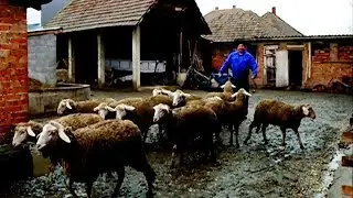 Info - Stočarska zadruga 