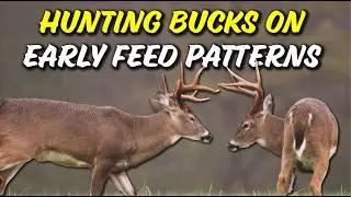 This is why you never see deer on feed trees - How to hunt bucks over oak trees in early season!