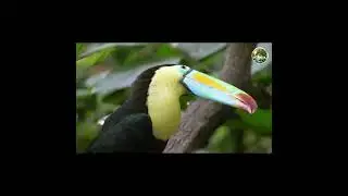 Does The Amazon Rainforest Creates 20% of the World&rsquo;s Oxygen 2