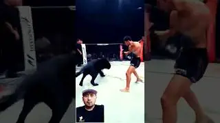 MMA vs BLACK PANTHER | ai fight #mma #animals #greenscreen #ufc #muaythai #boxing  #ai #shorts