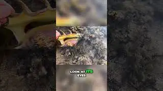 Puffer Fish Fear Leads to Amazing Shell Discovery! 😱 #shorts #fyp #reels #viral #adventure #ocean