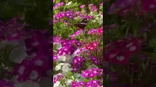 butterfly video |butterflies flying |butterfly flying video status #shorts #short #butterflyflying