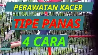 CARA MERAWAT KACER TIPE PANAS || 4 CARA