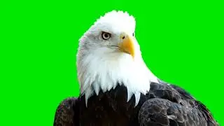 green screen garuda #nocopyright #animals #gratis