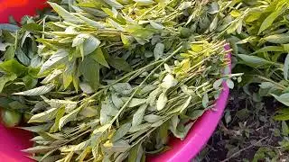HARVESTING TIME : JUTE LEAVE/MULUKHIA