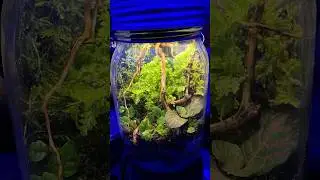 Terrarium aus Glas mit Licht! Mit Tieren drin!!! #terrarium #springschw&auml;nze #pflanzen