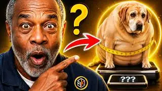 Dog Weight Loss Advice | Help Your Dog Lose Weight | Dog Weight Loss Tips ♻️ LIFE S1&bull;E57