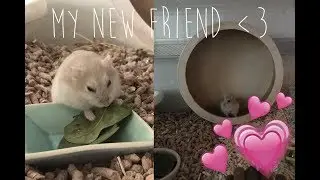 GETTING A HAMSTER - vlog
