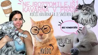 Tuhle kavárnu si zamiluješ! Kočičí kavárna ta ze Smíchova