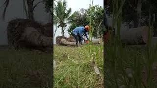 Chainsaw DOLMAR PS410 #Katam batang kelapa #pendek2 #stihl helmet with ear defender