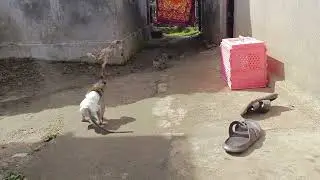 OMG! What will happen when Monkey Mocci is stopped by a wild cat and chicken when he will go away 😵