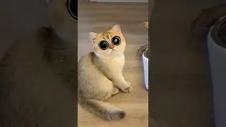 Everyone likes clean cats #cat #pets #shorts