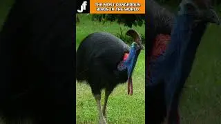 THE MOST DANGEROUS BIRDS IN THE WORLD