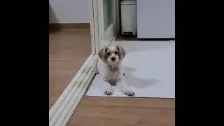 Doge.exe Stopped Working
